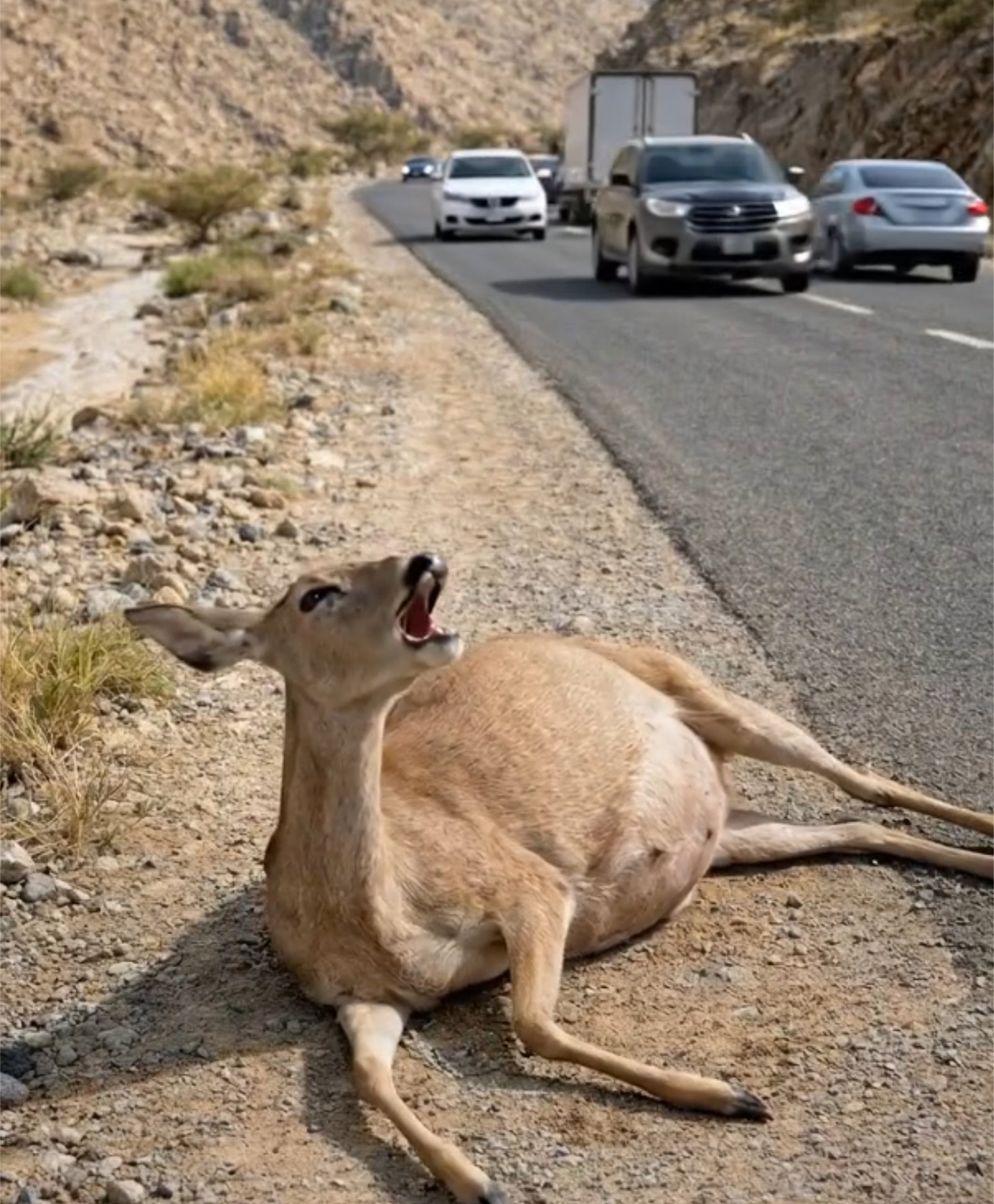 A Pregnant Deer Was in Pain on the Roadside Until a Kind Doctor Came to Help