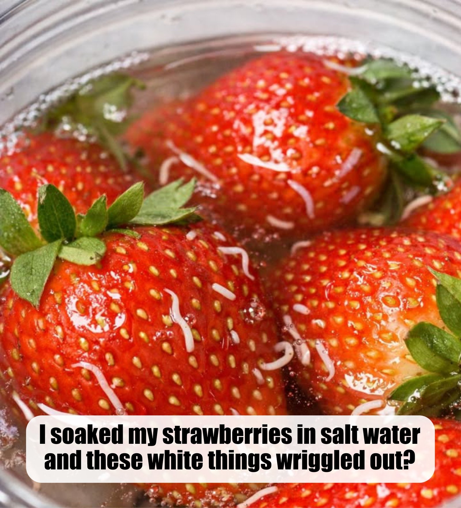 I soaked my strawberries in salt water and these white things wriggled out?