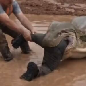 Shocking Moment at Construction Site – Worker Attacked by Giant Snake