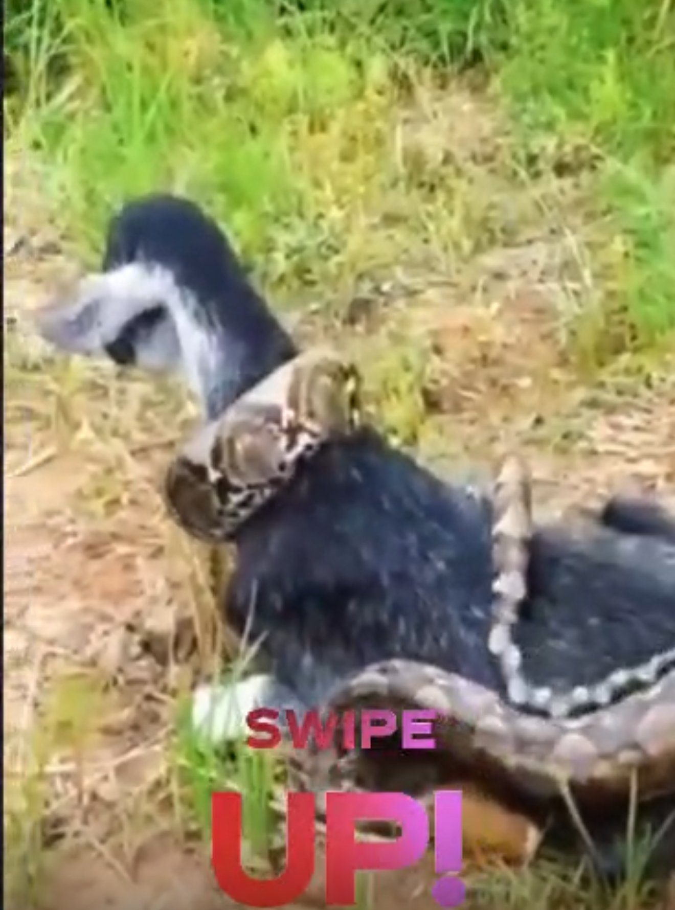 Goat Saved from Python Attack