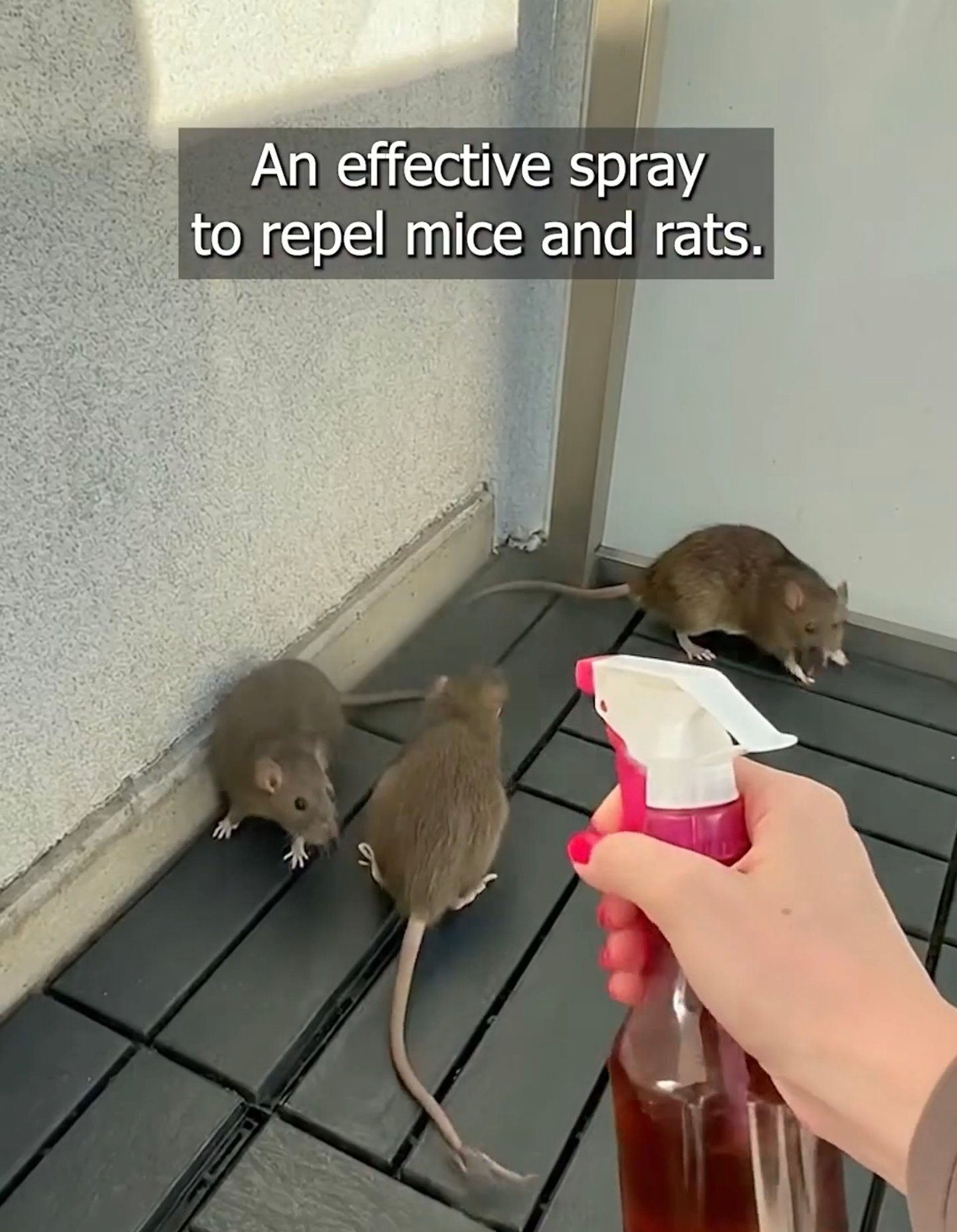 An effective spray to repel mice and rats.